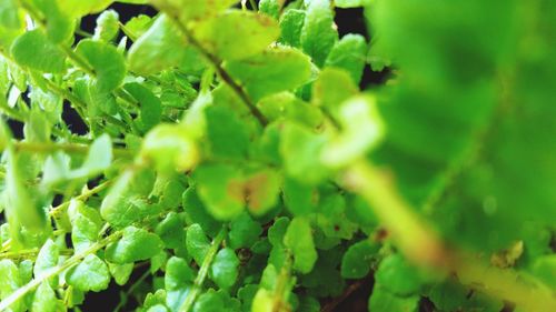 Close-up of plants growing in forest