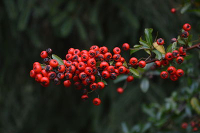 Close-up of berries growing on tree