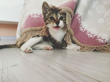 Portrait of cat lying on sofa