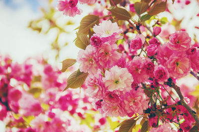 Close-up of pink cherry blossom