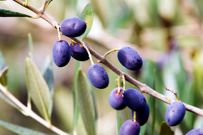 Close-up of grapes growing on tree