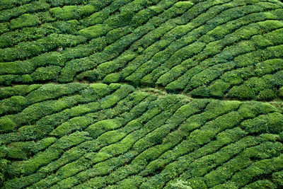 Full frame shot of crop growing on tea plantation