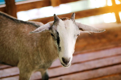 Close-up of goat in pen