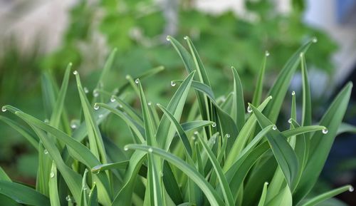 Close-up of wet grass growing on field