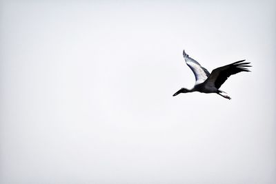 Low angle view of seagull flying