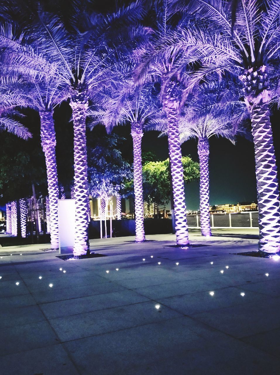 ILLUMINATED TREE IN PARK