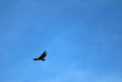 Low angle view of bird flying against clear blue sky