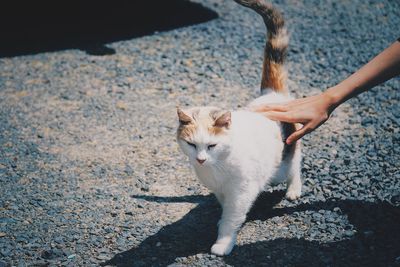 Full length of hand touching cat