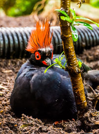 Close-up of a bird