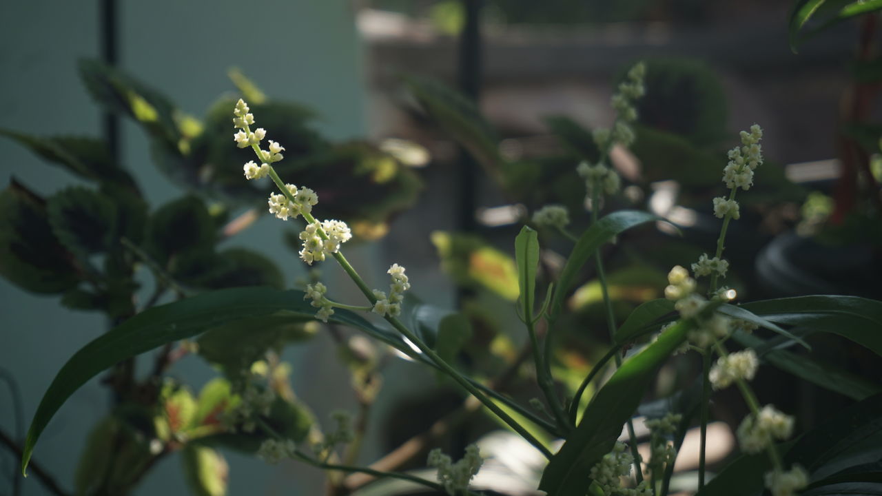 CLOSE-UP OF FLOWERING PLANTS