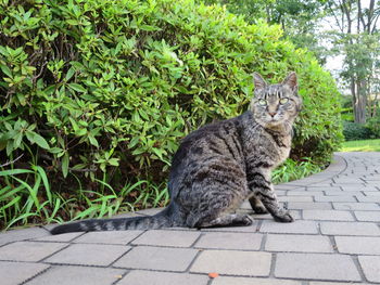 Cat looking away