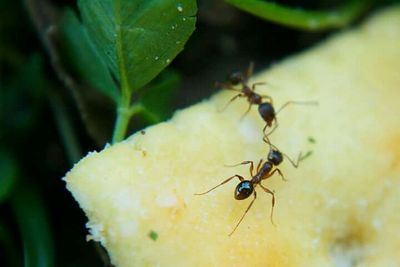 Close-up of insect on leaf