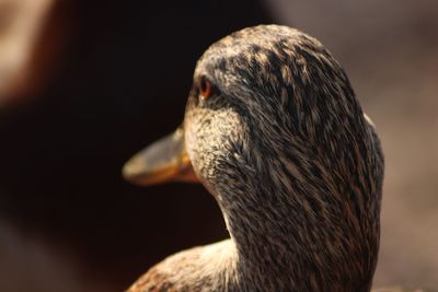 Close-up of a bird