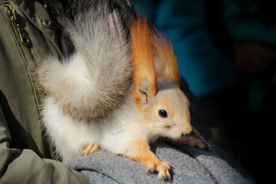 Close-up of rabbit