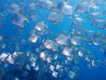 View of fish swimming in sea