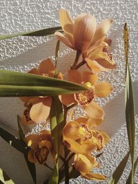 Close-up of yellow lilies