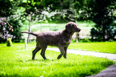 Close-up of a dog on field