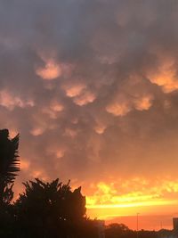 Low angle view of silhouette trees against orange sky