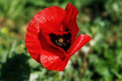 Close-up of red rose