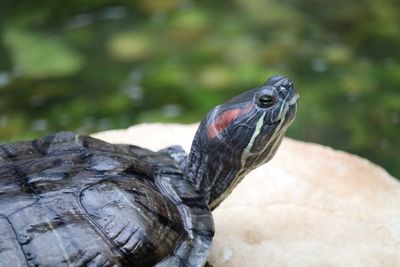 Close-up of turtle by pond at lisbon zoo