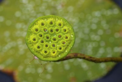 Close-up of lotus water lily