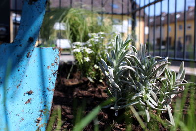 Close-up of potted plants in yard