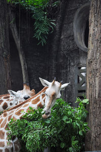 Close-up of animal skull