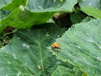 Close-up of ladybug on leaf