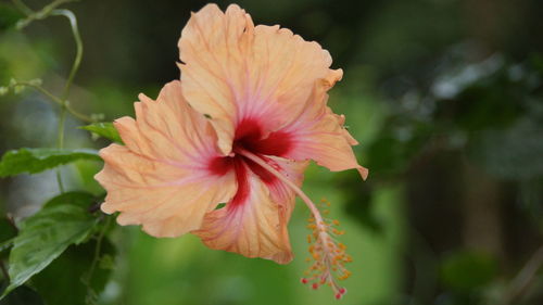 Close-up of pink hibiscus flower