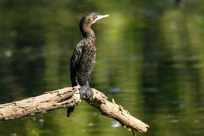 Bird perching on a tree