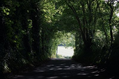 Road amidst trees in forest