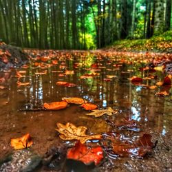 Autumn leaves in lake