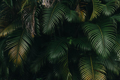 Low angle view of palm trees