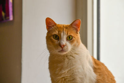 Close-up portrait of a cat at home