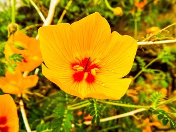 Close-up of yellow flower blooming outdoors