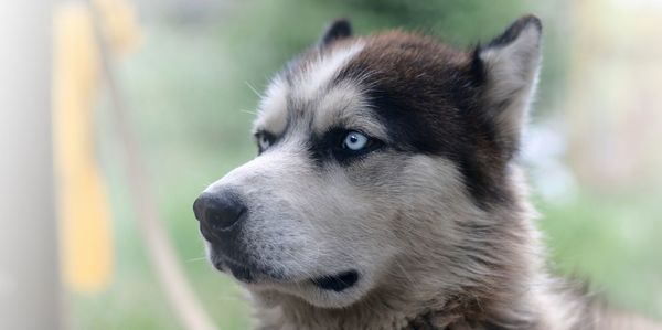 Close-up of dog looking away