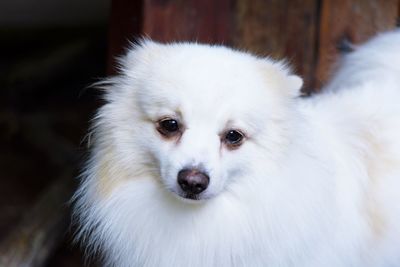 Close-up portrait of white dog