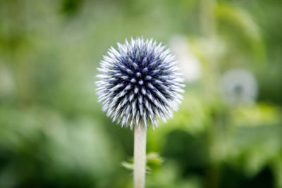 Close-up of flower blooming outdoors