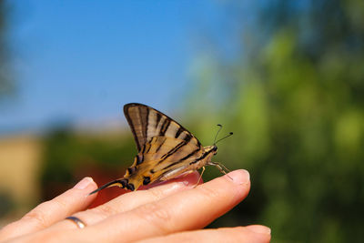 Butterfly on hand