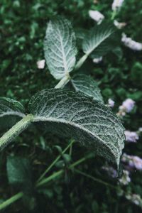 Close-up of fresh green leaves