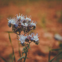 Close-up of honey bee on purple flowering plant