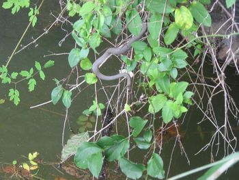 Close-up of lizard on branch