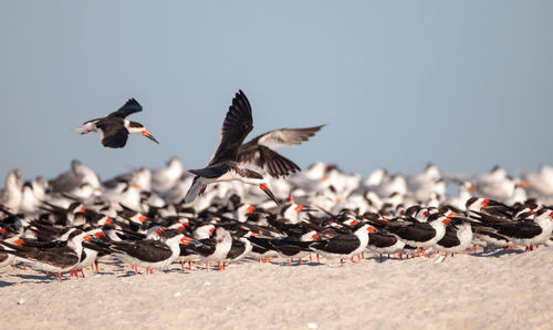 Flock of black skimmer terns rynchops niger on the beach at clam pass in naples, florida