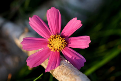 Close-up of pink flower