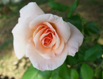 Close-up of rose blooming outdoors