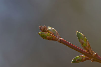 Close up of blueberry shoot