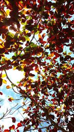 Low angle view of tree against sky