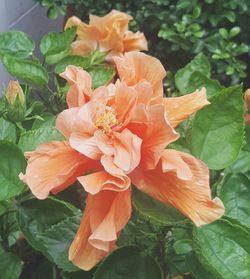 Close-up of flowers blooming outdoors