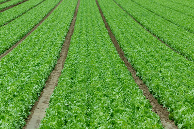 Scenic view of corn field