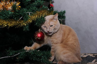 A red cat with its tongue hanging out is sitting at home under an artificial christmas tree. poor 